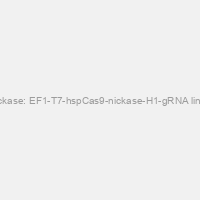 Multiplex gRNA Kit + Cas9 Nickase: EF1-T7-hspCas9-nickase-H1-gRNA linearized SmartNickase vector